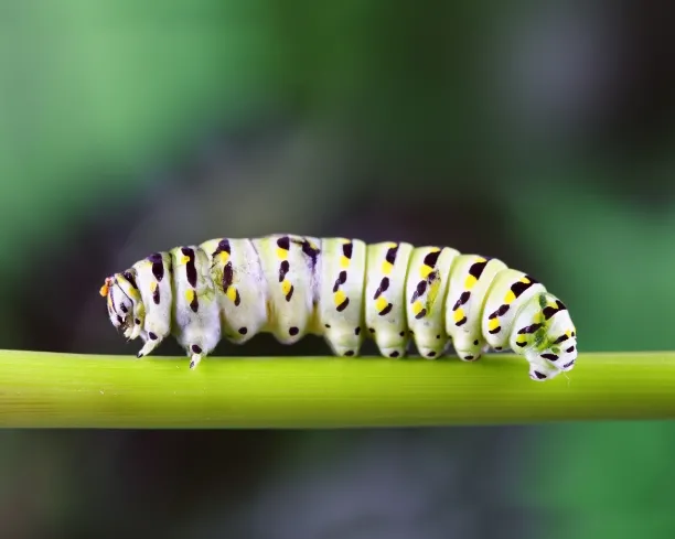 A caterpillar on a branch