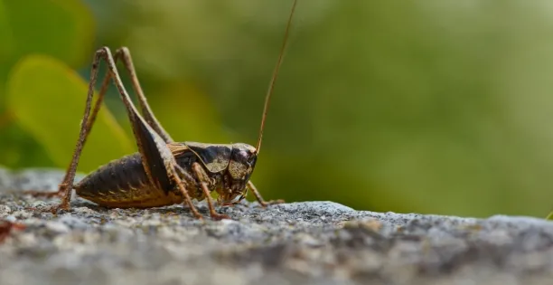a cricket