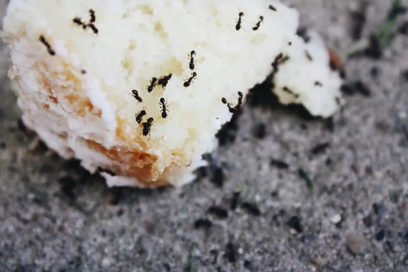 ant-army-swarming-a-cake-crumb