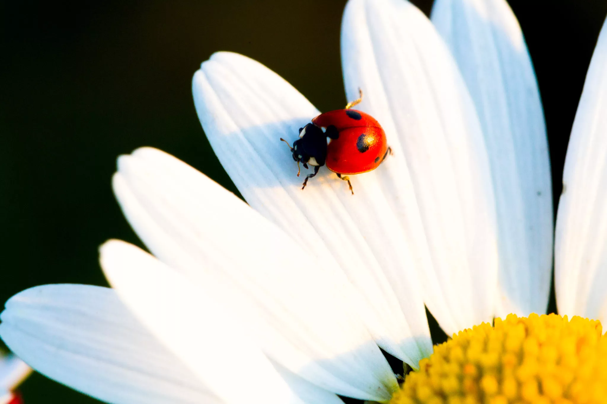 beetle-lady-bug-and-chamomile-flower