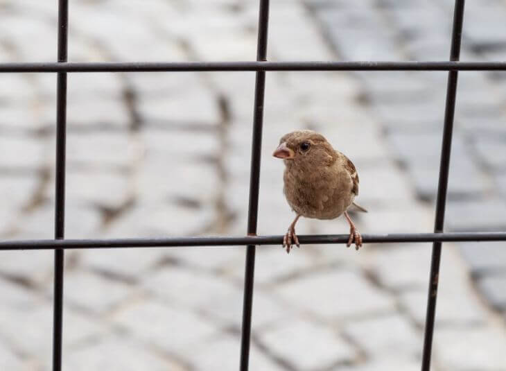 bird-behind-net