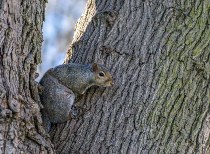 squirrel-in-tree-peeking-around-corner