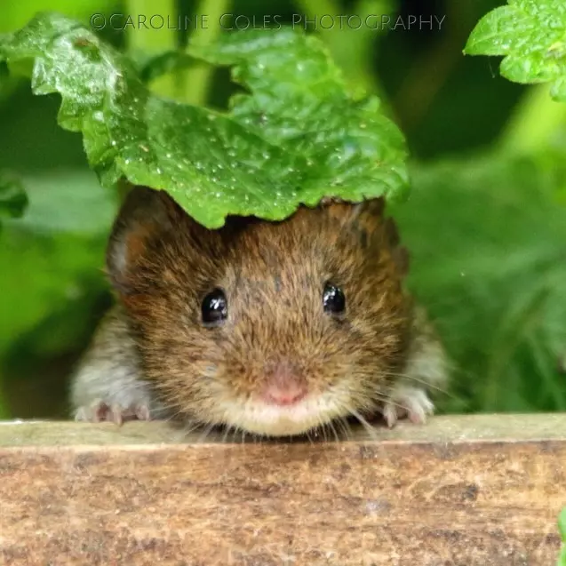 vole-in-tree