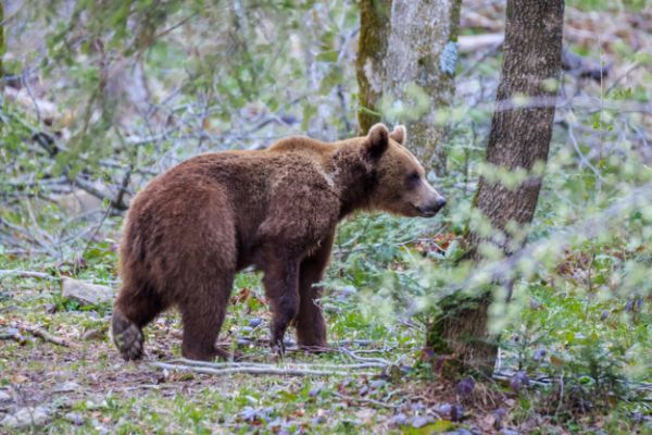 wildlife removal