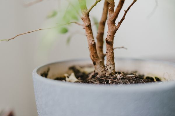 plant pests