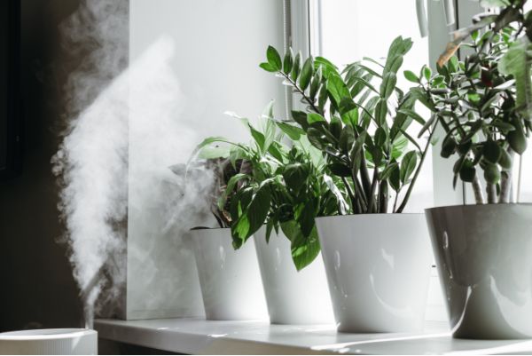house plants