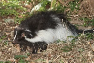 skunks populations are on the rise