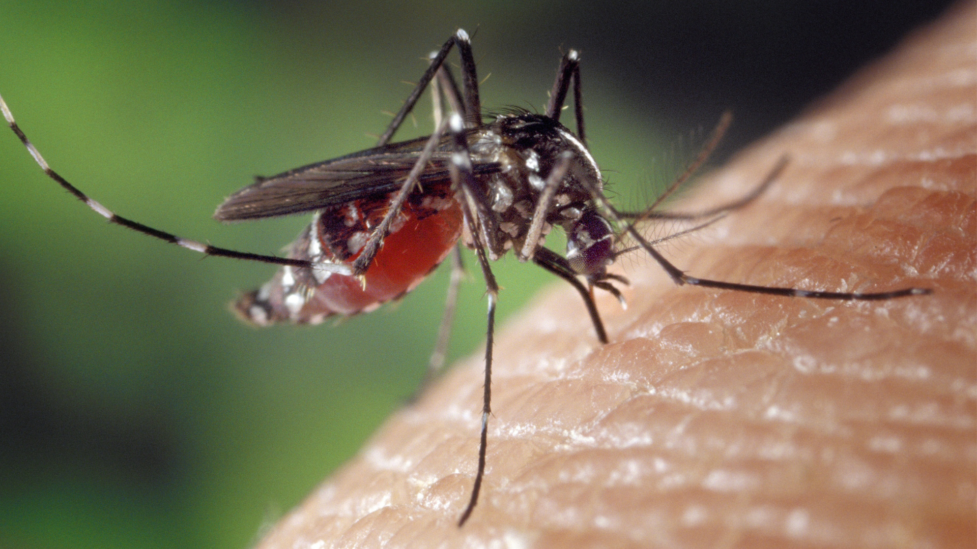 Mosquito on skin