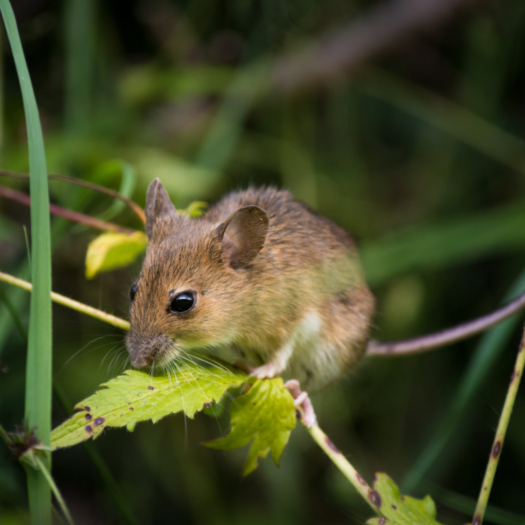 Mice Infestation in Alberta