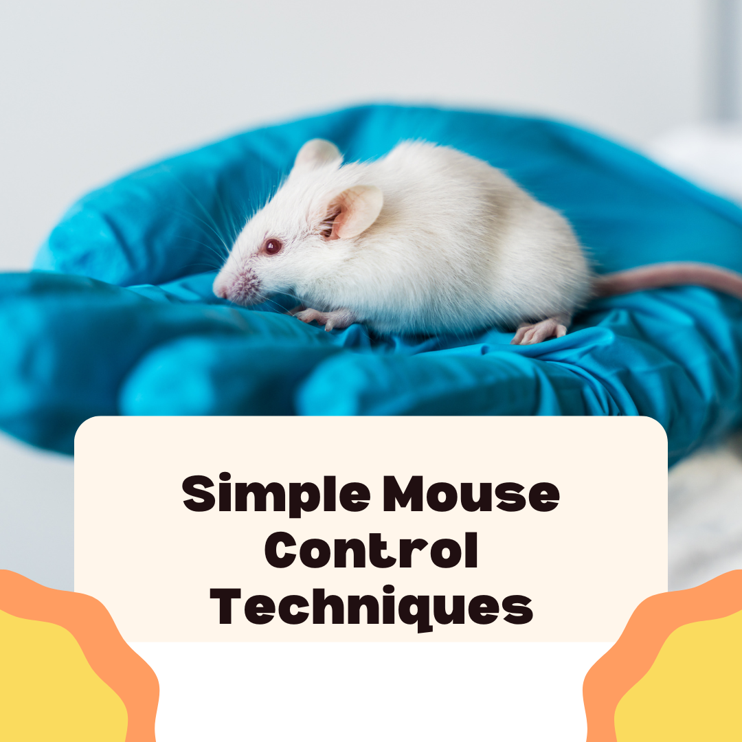 Simple Mouse Control Techniques Martin's Pest Control